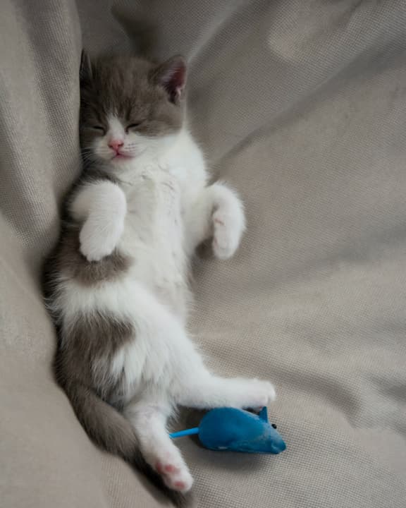 кошеня спить